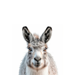 Close Up of Goat on White Background. Generative AI