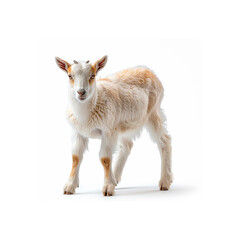 Baby Goat Standing on Top of White Floor. Generative AI