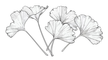 Ginkgo biloba leaves vector hand drawn contour line 