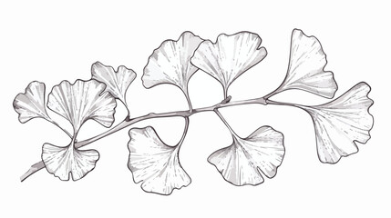 Ginkgo biloba leaves vector hand drawn contour line 