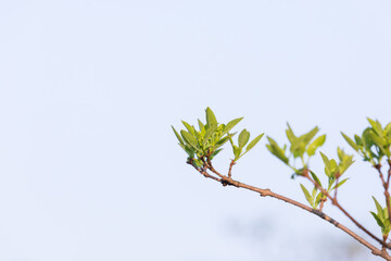 Sprout of Fringe tree growing in the warm spring sunlight. Retusa fringetree, Chionanthus retusus