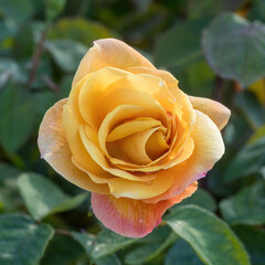'Strike It Rich' Grandiflora Rose in Bloom. San Jose Municipal Rose Garden, San Jose, California, USA.
