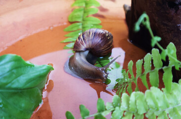 A large snail lay in a brown clay tub with a small amount of standing water among the leaves...