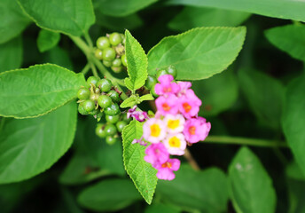 Green lantana camara fruits on the tree, pink-white flowers at the tip.

