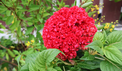 Bright red cockscomb flowers on the tree, along the edge of the brown wood.

