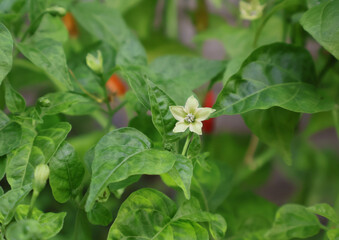 Full bloom of greenish-white flowers on green leaf chili plants.

