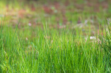 Obraz premium Agrass background with lush green grass growing.