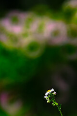 ぽつんと咲くヒメジョオン20240419