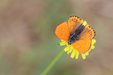 Lycaena phlaeas butterfly is a butterfly of the Lycaenids butterfly family