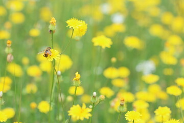 a honey bee on yellow flower
