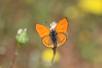 Lycaena phlaeas butterfly is a butterfly of the Lycaenids butterfly family