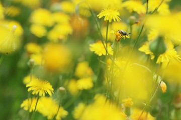 bee on yellow flower in spring