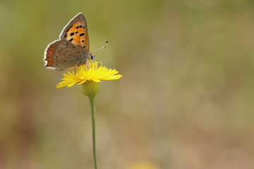 Lycaena phlaeas butterfly is a butterfly of the Lycaenids butterfly family - Powered by Adobe