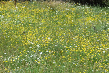 Obraz premium yellow wild flowers in the grass