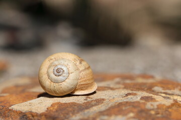 A snail on stone in spring