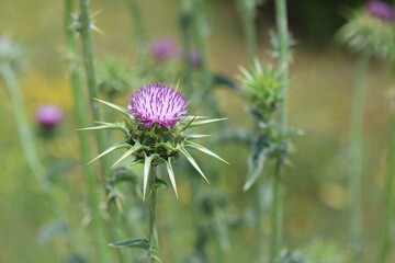 Thistle is the common name of a group of flowering plants characterised by leaves with sharp prickles on the margins - obrazy, fototapety, plakaty