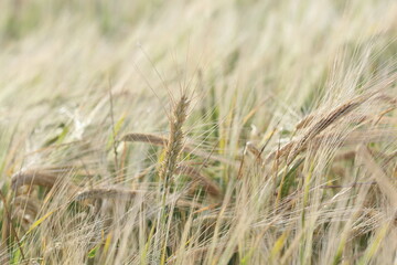 ripening wheat ears in the field in spring