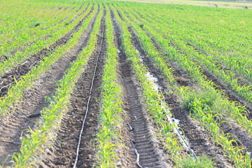Fototapeta na wymiar rows of corn plants in field