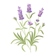 French blossomed violet flora. Lavender flowers. Provence floral plant, herbs drawing. Vector illustration isolated on white background. For template label, packing, web, menu, logo, textile, icon
