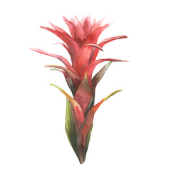 Tropical bromeliad flower, home plant. House plants exotic red bromeliaceae bud with leaf, iungle tropical floral Clipart. Watercolor hand drawn illustration for printing. Isolated white background. 