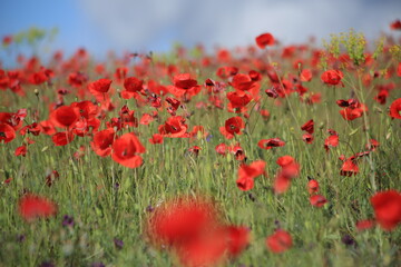 Fototapeta premium Field of Red Flowers Under Blue Sky