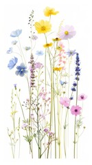 Obraz premium A diverse and vibrant display of meadow flowers isolated on a white background, featuring various species in full bloom, perfect for spring and summer themes.