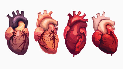 Real heart realistic internal human organ with blood