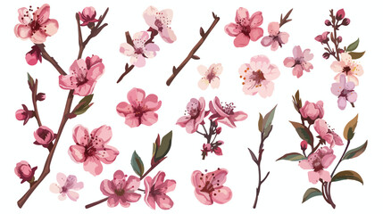 Realistic sakura hand drawn set with buds flowers lea