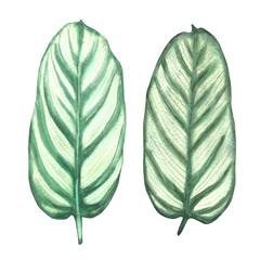 Tropical leaves set jungle plants. House plants calathea leaf, exotic tropical foliage. Watercolor hand drawn illustration. Trendy home urban jungle for sticker, card print Isolated white background. 