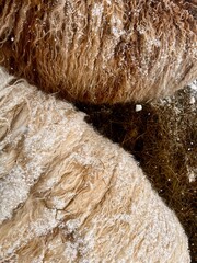 A detailed close-up image capturing the intricate textures of a sheep's wool with freshly fallen...