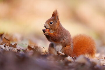 Naklejka na ściany i meble A cute european red squirrel sits on the ground and eats a nut. Sciurus vulgaris.