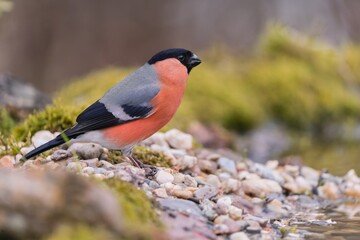 A beautiful portrait of a male bullfinch. Pyrrhula pyrrhula. A  male red finch sits on the ground. 