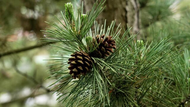 Pine cone on evergreen tree branch and green needles close up. Ecology concept