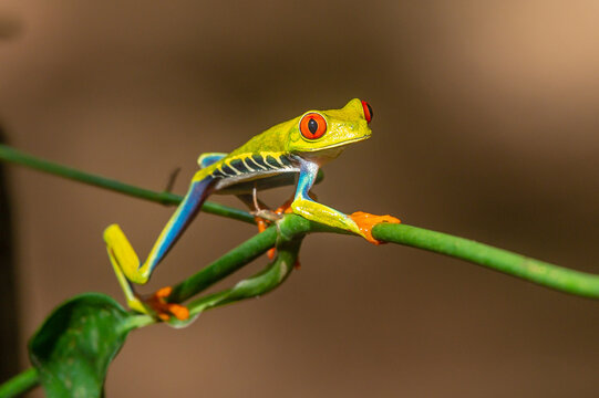 Red-eyed Tree Frog, Agalychnis callidryas, sitting on the green leave in tropical forest in Costa Rica.