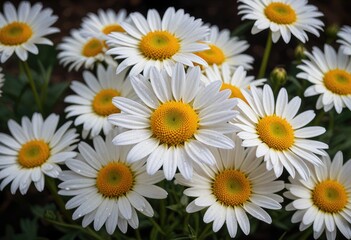 Obraz premium A beautiful marguerite daisy flower blooming gracefully, showcasing its delicate petals and vibrant colors