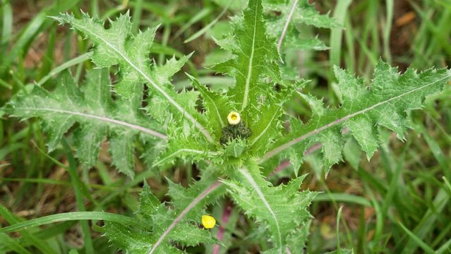Yellow wild thistle flower bud of Sonchus asper plant with prickly leaves in spring forest meadow