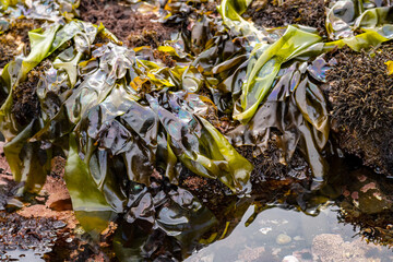 Iridescent Algae (Mazzaella flaccida) on the shore of the Pacific Ocean at low tide, Fitzgerald Marine Reserve
