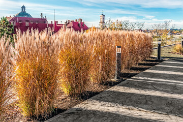 Row of Miscanthus sinensis grass on the flowerbed of the Memorial to the Heavenly Hundred Heroes on the backdrop of the roofs and towers of Lviv, Ukraine. Autumn landscaping on the observation deck