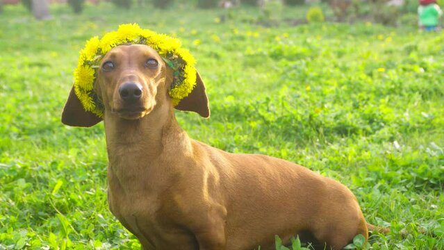 red dachshund in a green flowery meadow in a wreath of dandelions