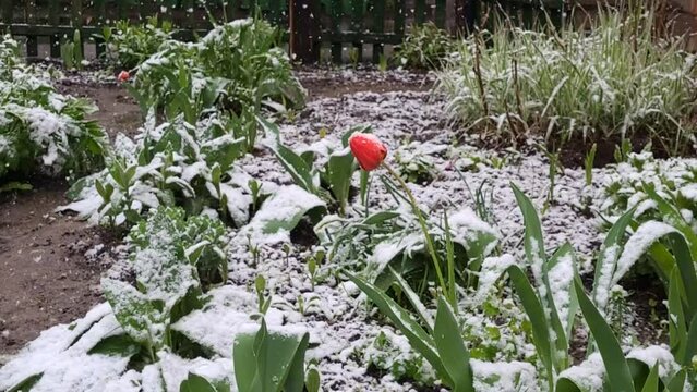 Spring flowers in the snow. It snows in spring. The concept of change of weather, a strong cooling, snow fell. 