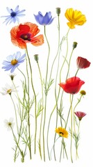 Naklejka premium Assorted Pressed Flowers and Leaves Arranged on White Background. Flat lay view of colorful flowers and green leaves artistically arranged on a clean white background, perfect for crafting and decor.