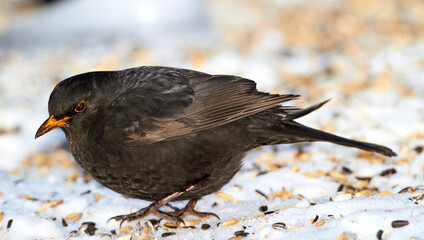 Bird, food and snow in outdoor park for seeds with cold weather, wildlife and dark feathers....