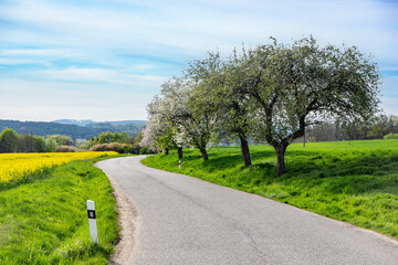 Road and floral fields of yellow flowers.