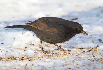 Bird, seeds and snow in outdoor park for food with natural environment, wildlife and dark feathers. Blackbird, hunger and cold weather in countryside for winter survival, ecology and sharp claws