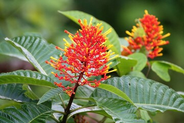 Palicourea is a genus of flowering tropical plants