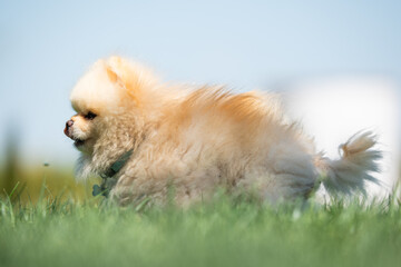 pomerania toy