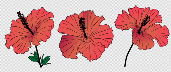 Delicate pink hibiscus flower with green leaves isolated on transparent background. Hand drawn floral illustration with hibiscus flower to create designs, patterns or cards.