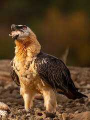 bearded vulture(Gypaetus barbarous) at sun feeding
