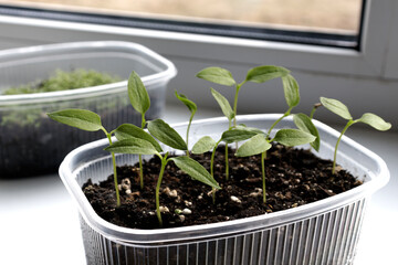 green seedlings of peppers in a plastic food box on the windowsill