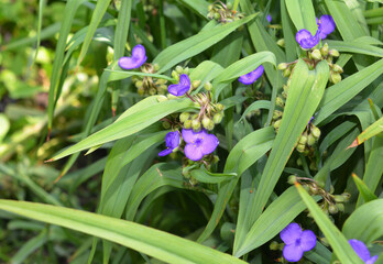 Tradescantia virginiana, the Virginia spiderwort  flowers. Blooming blue Tradescantia (Tradescantia virginiana) in the garden.